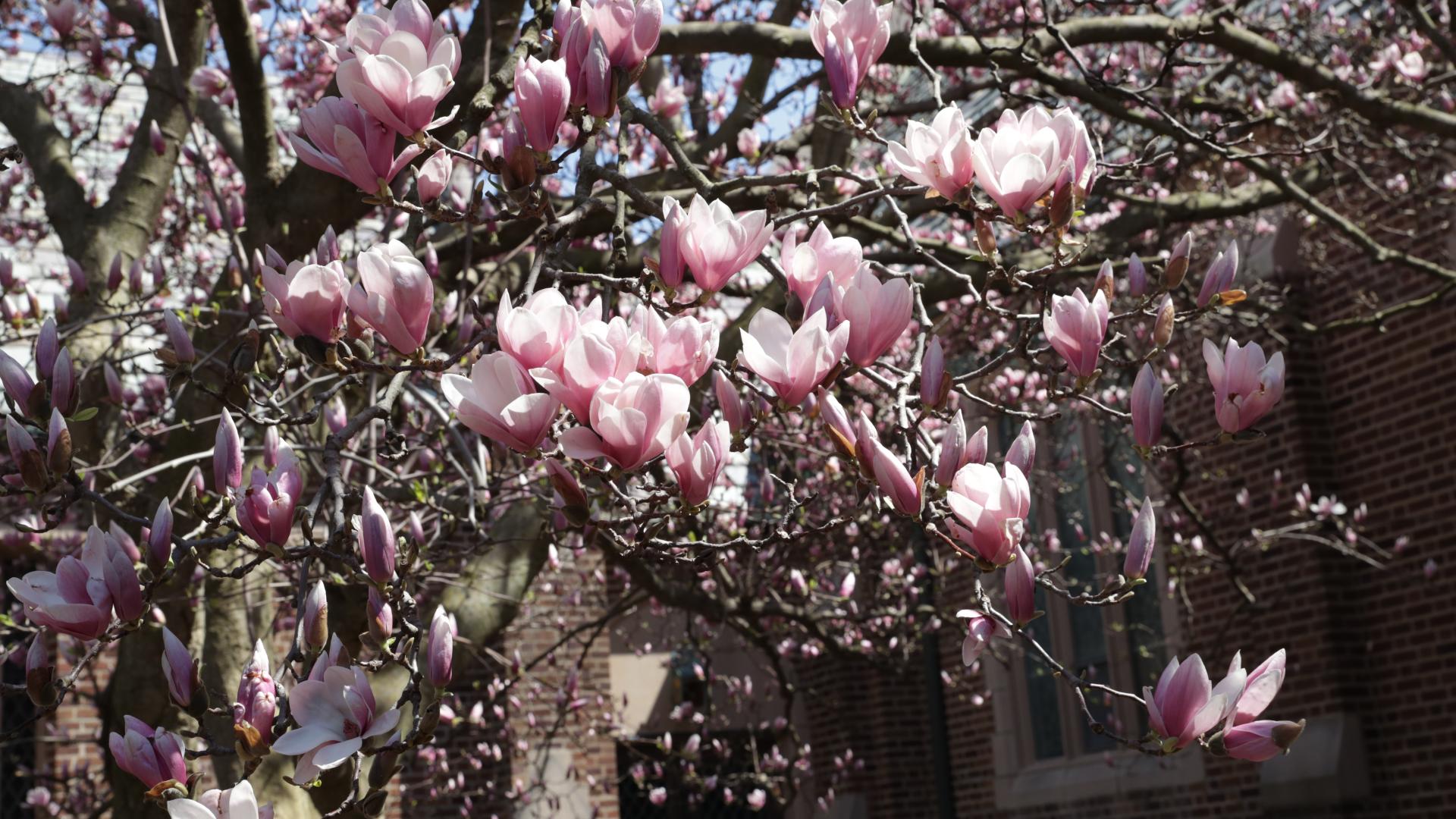 Magnolia blooms